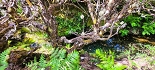Plants: image 23 Of 208 Thumb